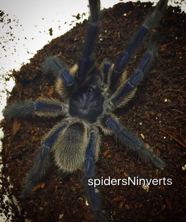spidersninverts's tweet photo. Monocentropus balfouri
"Socotra Island Blue Baboon"
Mature males available at:
https://t.co/RIe3OYqzzL https://t.co/8ievMuxP6c