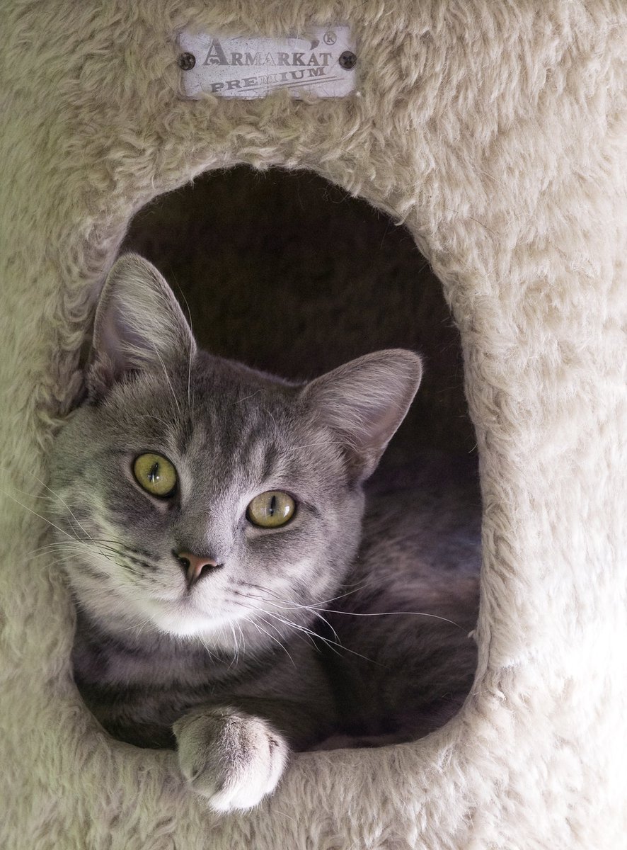 HumaneRescue's tweet photo. Meet Valentino, a handsome, 3 yo tabby at Oglethorpe Adoption Center https://t.co/bf6pv5hjqF #AdoptWHS #AdoptWARL https://t.co/xYODQrXfj2