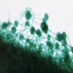 Concrobium's tweet image. Mold removal tips - have a question? Just ask! #clean #moldcontrol buff.ly/1R0yGwV