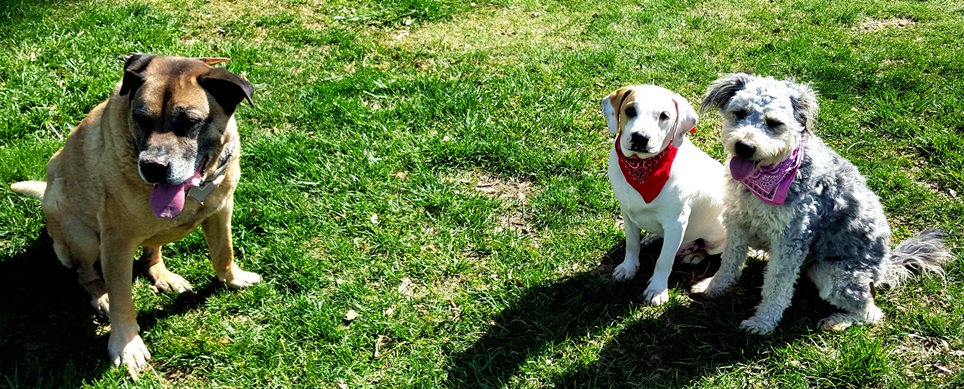 clickpackmove's tweet photo. Bring your babies!  We know a few apartments that will accept 3 dogs!! Sign up! https://t.co/JuZVJHB1OU https://t.co/VdeRYDRUQX