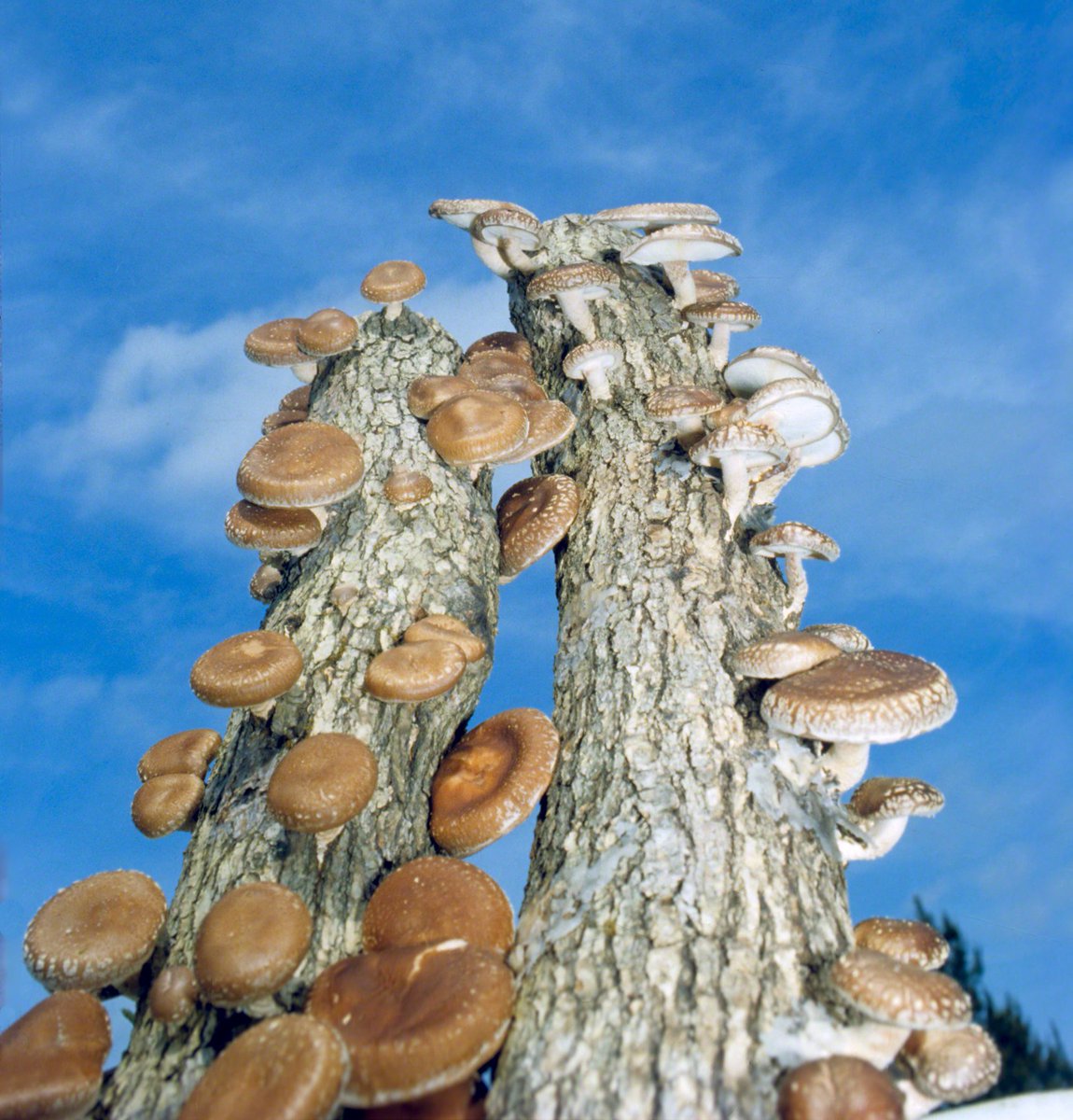 bountifulgard's tweet photo. Thinking about growing your own mushrooms?! We can help check out the Fungi Perfecti Kits! https://t.co/vqRvGCbWhn https://t.co/bdUdKTzEk8