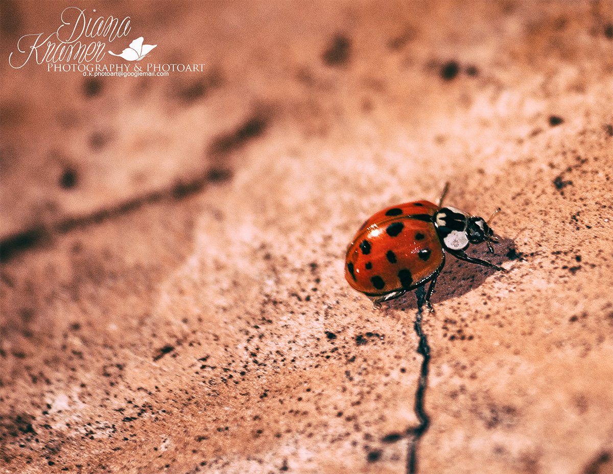 DKramerPhotoart's tweet photo. It is #time to get a #good #day ! Make your day! Be #Happy
#ladybug #spring #animel #lovely #fun https://t.co/IjW9vxcPf0