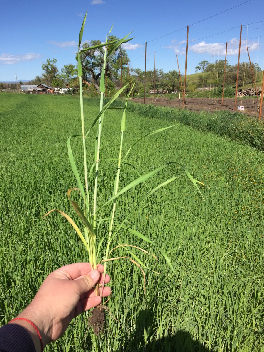 Our barley field next to the hopyard! #estatebeer #4acres