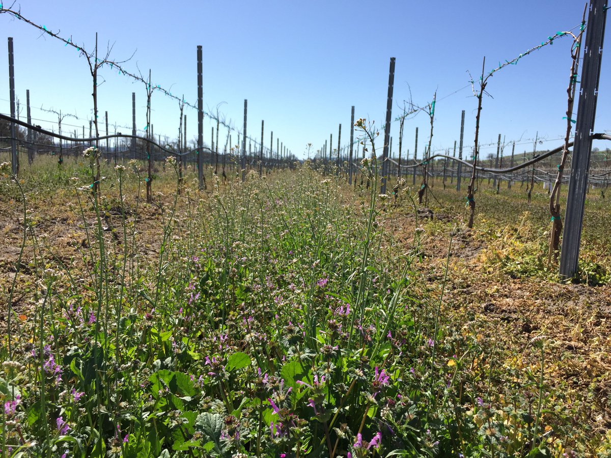 Cover cropping in the vineyard. 🌱🍃