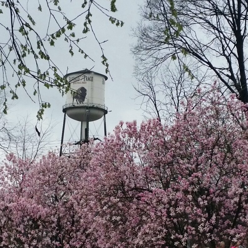 visitfrankfort's tweet photo. The #redbuds are beginningto bloom at one of the oldest #bourbondistilleries in the #US. Come visit @BuffaloTrace https://t.co/W3xJIOmlz6