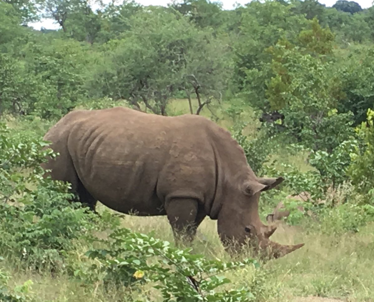 SvenTrueNorth's tweet photo. Came w/in 15 m of this #African #whiterhino 2day. 11 left in #Zambia ... we must protect this species! @WWF #ipu134 https://t.co/VBJKoTJ4H8