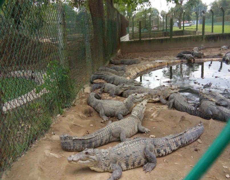 Profepa asegura más de 3 mil cocodrilos en Tabasco - CeVxpkhUIAA-dTq