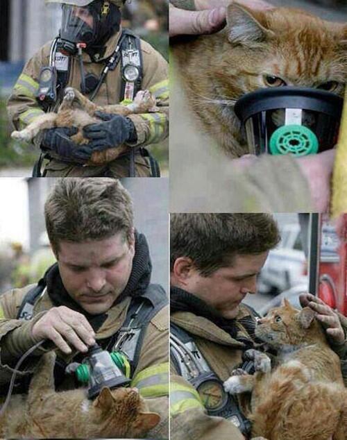 SoCuteKittens's tweet photo. Simply amazing.   ' https://t.co/P4XzWtRxig
