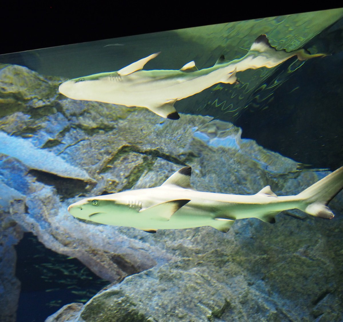 O Xrhsths サンシャイン水族館 Sto Twitter 環境と生命の水槽 ツマグロというサメを展示中です 下の方から仰ぎ見ると 水面に鏡のようににサメが映って面白いです キビナゴも慣れてきて水槽全体を悠々と群れて泳いでいます サンシャイン水族館 サメ