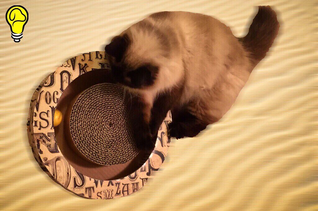 innovation pet kitty connection lattice ball launcher cat toy