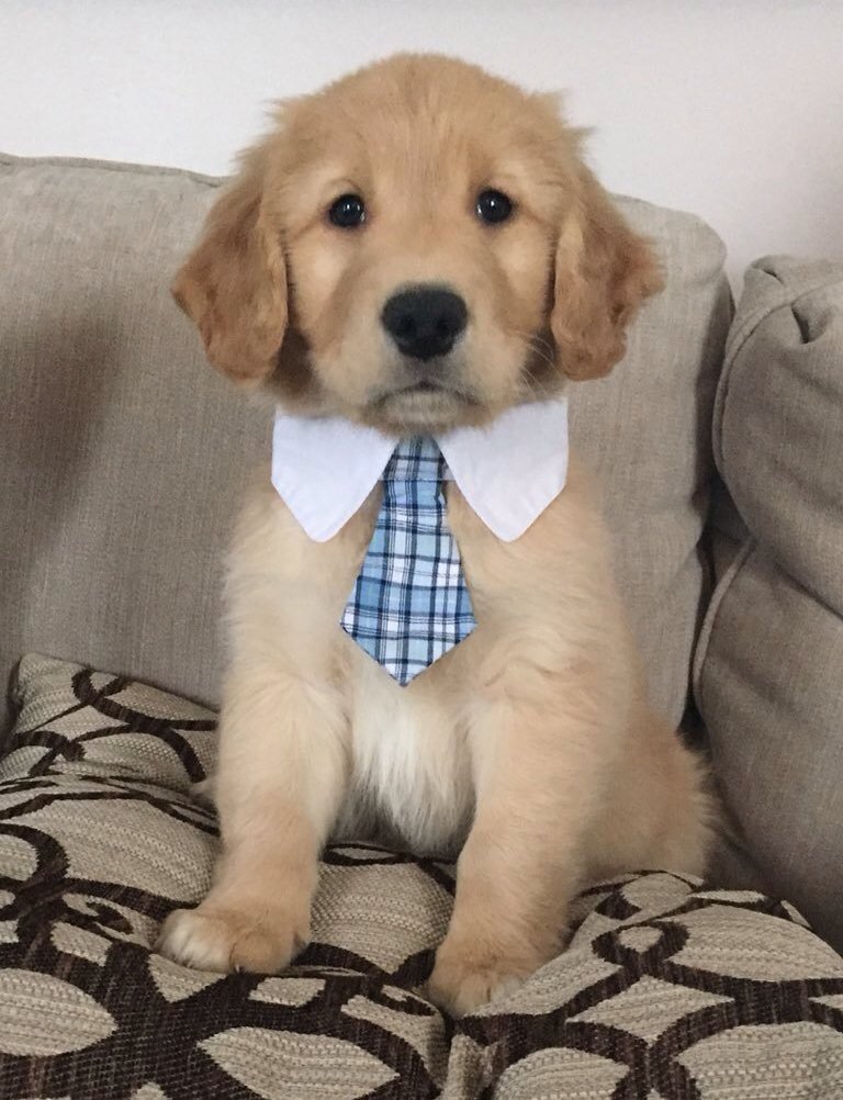 nicole 🐨 tweet media