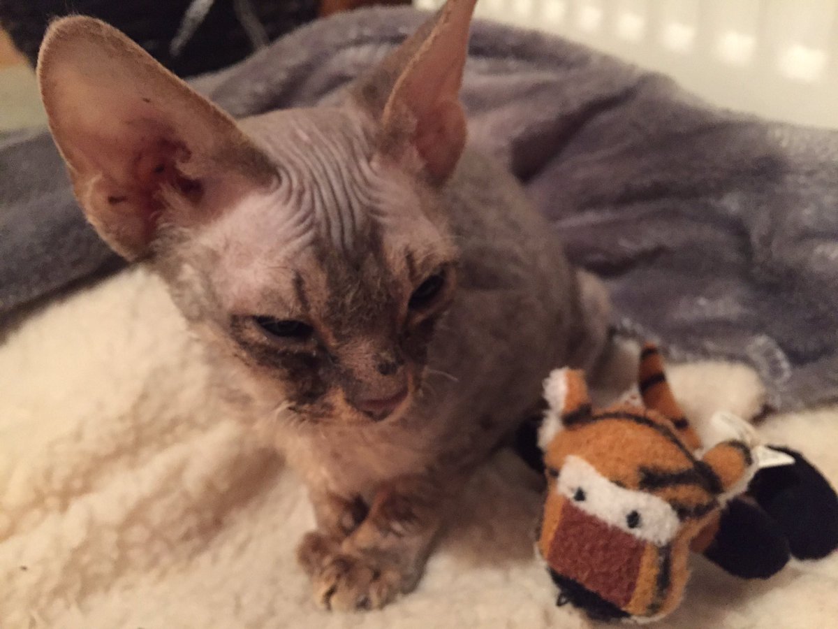 Hecate_Hellfire's tweet photo. #DexTheRex #DevonRex #sleepykitty https://t.co/RxS4F1zcZB