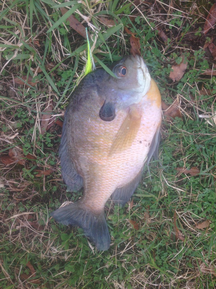 Mmbasspro's tweet photo. #bluegill https://t.co/u4HaVxqAu8
