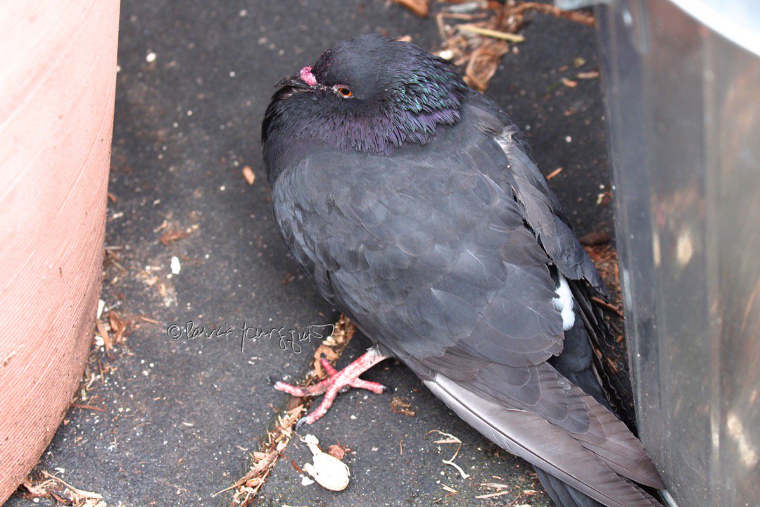 TheLLGardener's tweet photo. @AliDiva_ #ThrowbackThursday #HolyWeek2015 Helped save a bird who had lead poisoning! Info @ https://t.co/WeffvEPGtm https://t.co/HEGvI3OdqB