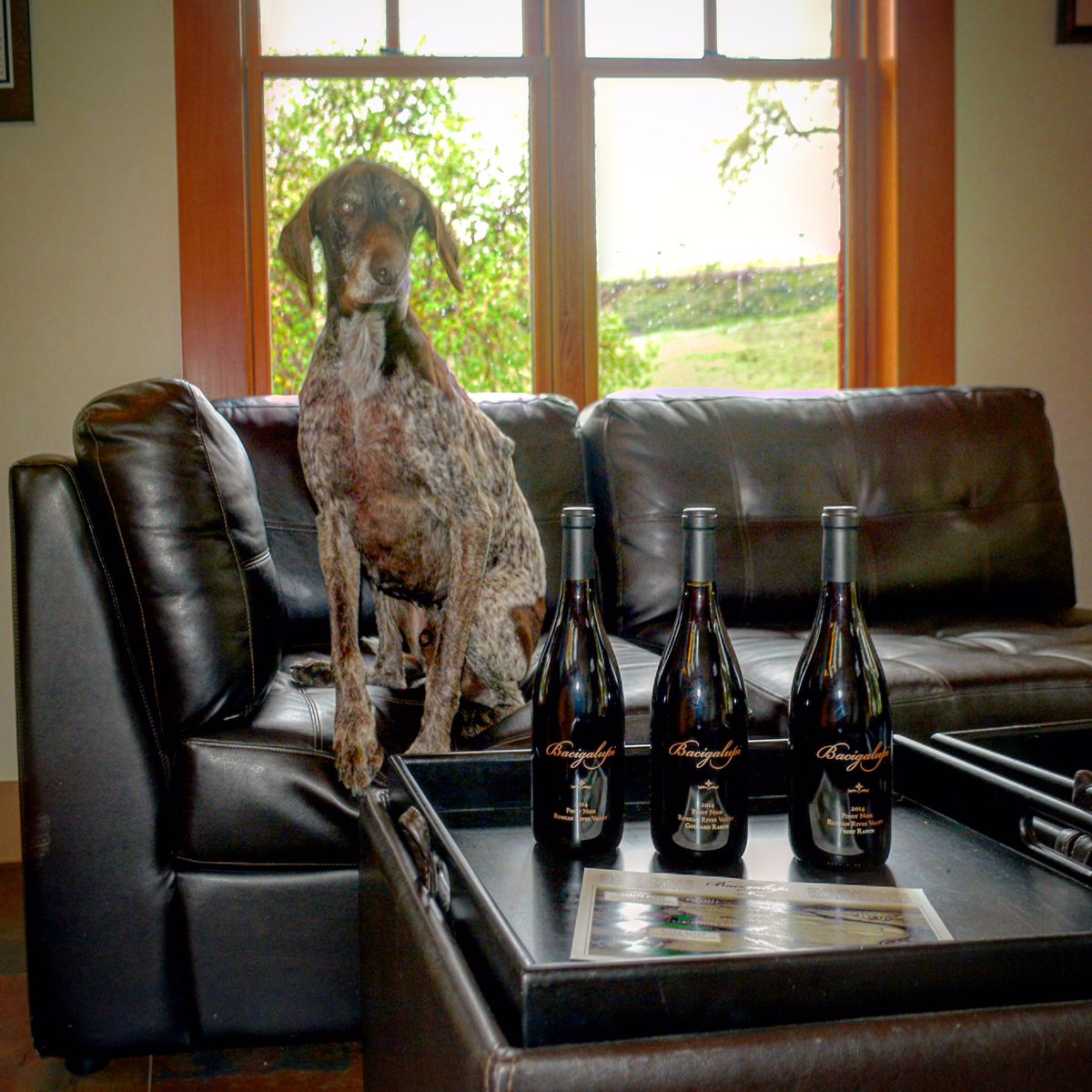 DSCWine's tweet photo. Did you know @bacigalupivnyds #Chardonnay grapes won at the Judgment of Paris #SonomaChat 
https://t.co/6gkSscuqQz https://t.co/ilZKqk85h2