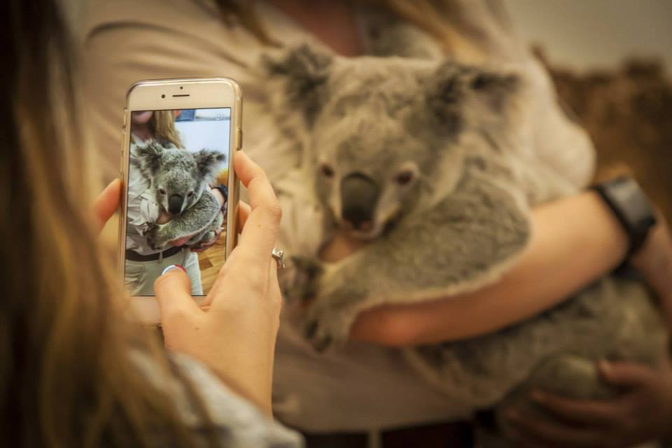 The #SoMeT15AU koala says: "Have a great long weekend, everyone!"