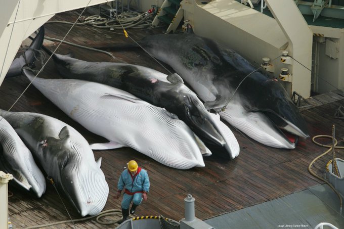 Seaspiracy Controversial Documentary: Should marine life be treated as