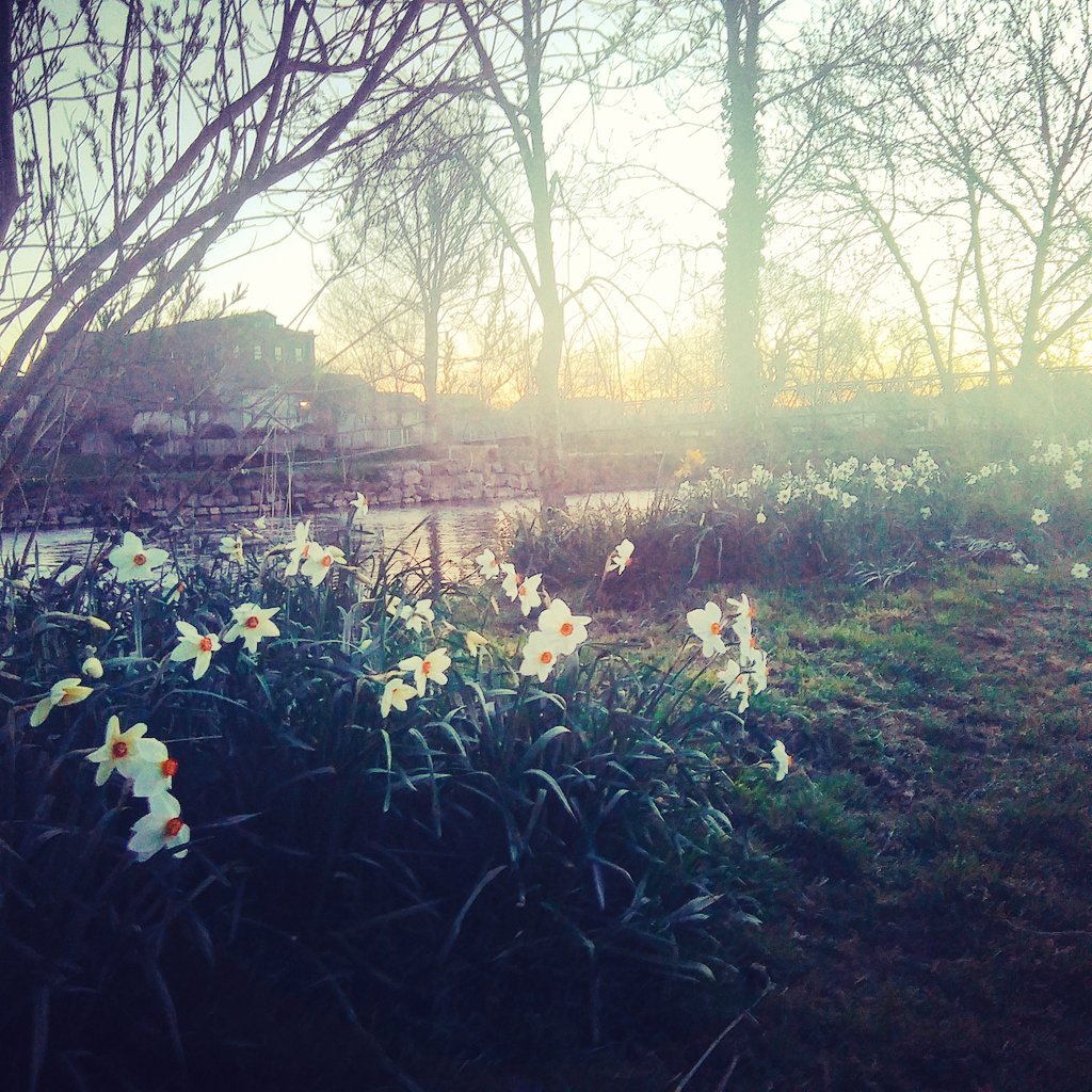 CumbrianSpy's tweet photo. #springhasspung #spring #daffodils #Easter #eastereggs #LakeDistrict #stunning and recharge #EasterWeekend https://t.co/LAnkI5EDfD