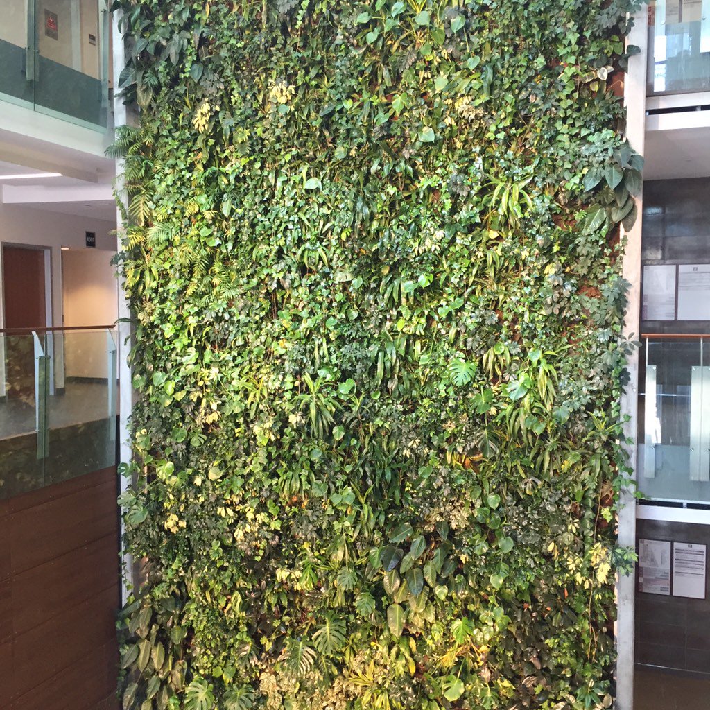 20YS's tweet photo. Reminds u of @uopra #YFSN2016, yes? @zdebest: @SajeWellness living wall @20YS @SKY_FALLBLUE https://t.co/nYxzKHdset https://t.co/lciVDTVhCC