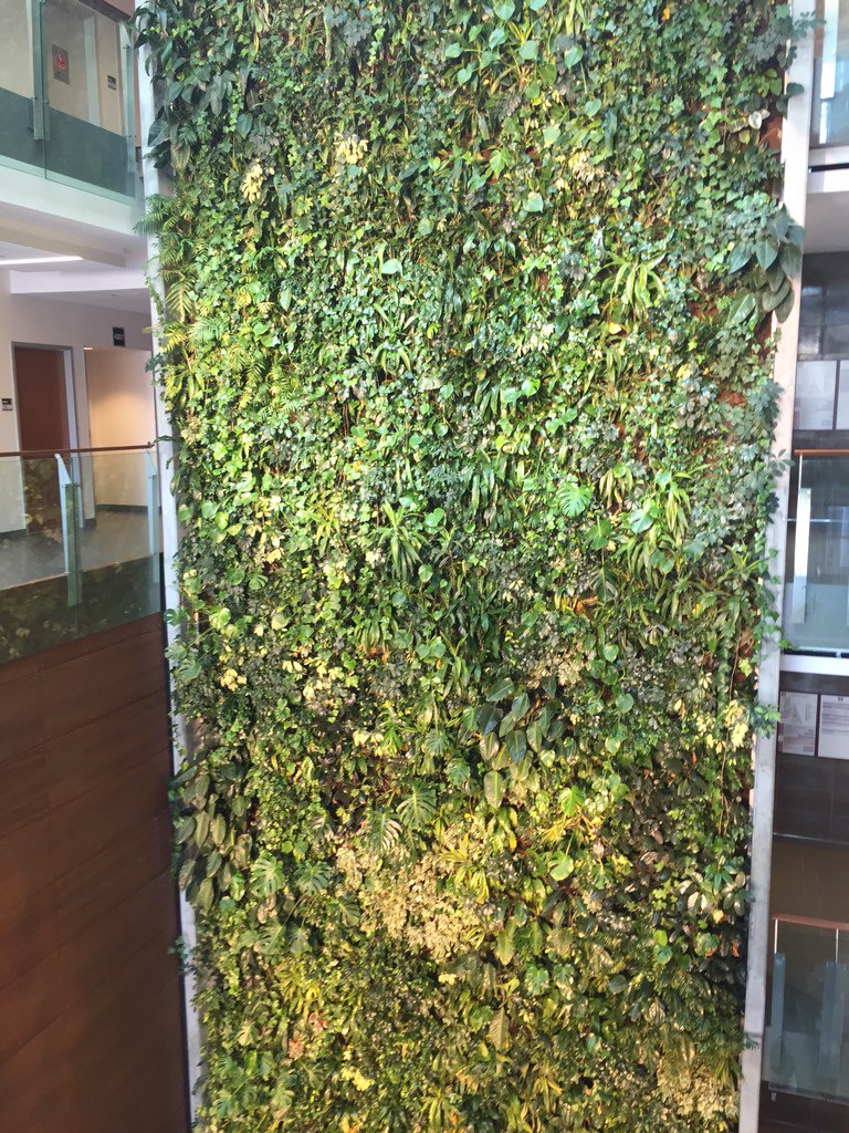 20YS's tweet photo. Reminds u of @uopra #YFSN2016, yes? @zdebest: @SajeWellness living wall @20YS @SKY_FALLBLUE https://t.co/nYxzKHdset https://t.co/lciVDTVhCC