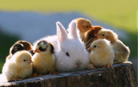 visual_energy's tweet photo. Happy Easter from all the team at Visual Energy! #easter #cute https://t.co/cmZWO47zkO