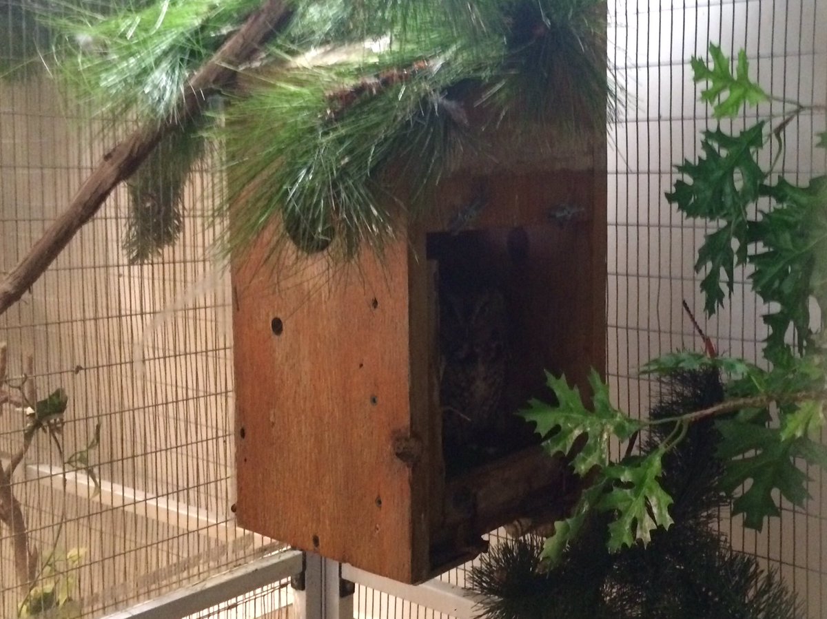 nickcmartin's tweet photo. Before leaving #Earthplace, we said goodbye to our new pal Otis, who called softly in return @epndc https://t.co/urpFGmwpfe