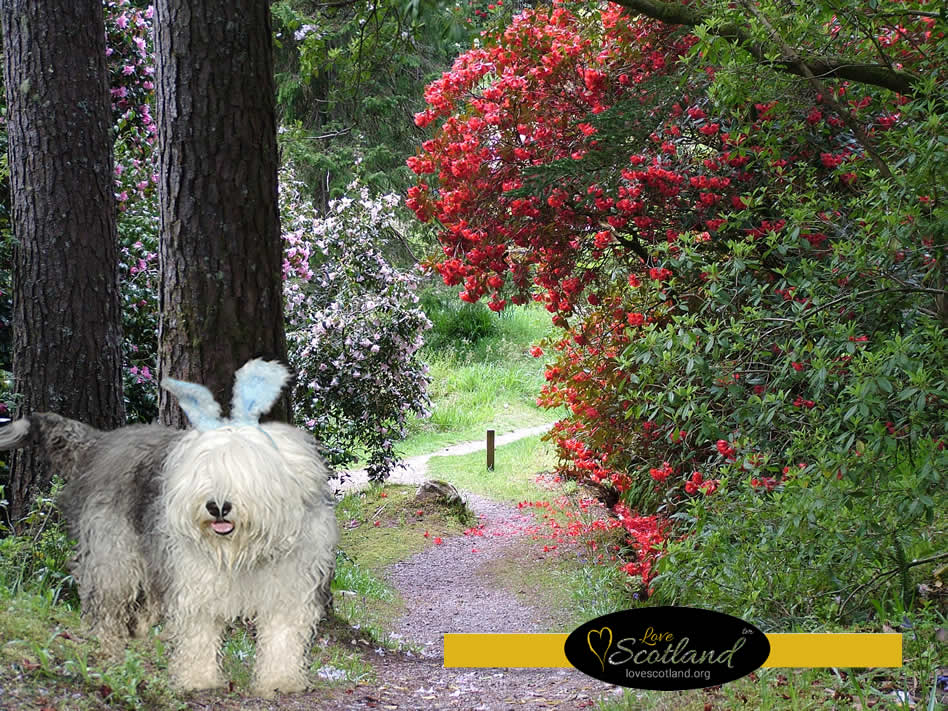Happy Easter from the Love Scotland dog,still hunting for those eggs