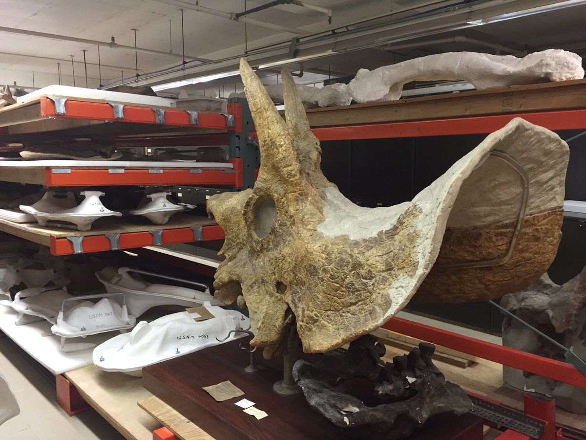 PuenteCaroline's tweet image. Visited the #paleobio department today @NMNH. So many cool stuff!