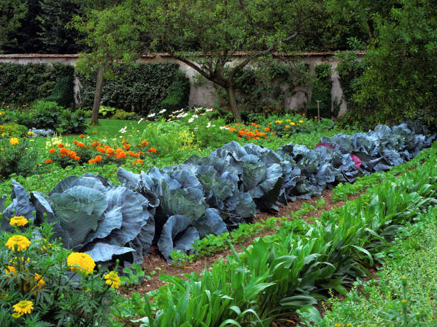 vcreekgarden's tweet photo. Flower and Vegetable Garden - https://t.co/jyUdz9E5M4
#FlowerGarden #PlantingCrops #VegetableGarden https://t.co/EzO1uooFEt