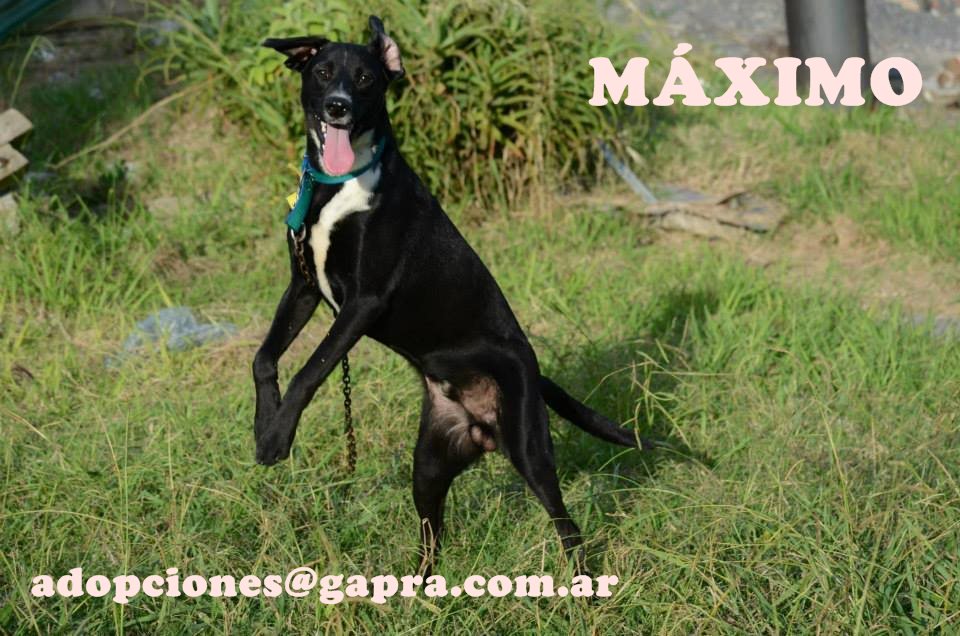 MÁXIMO...
CONTACTO: adopciones@gapra.com.ar / madrinas@gapra.com.ar
facebook.com/RefugioGapra