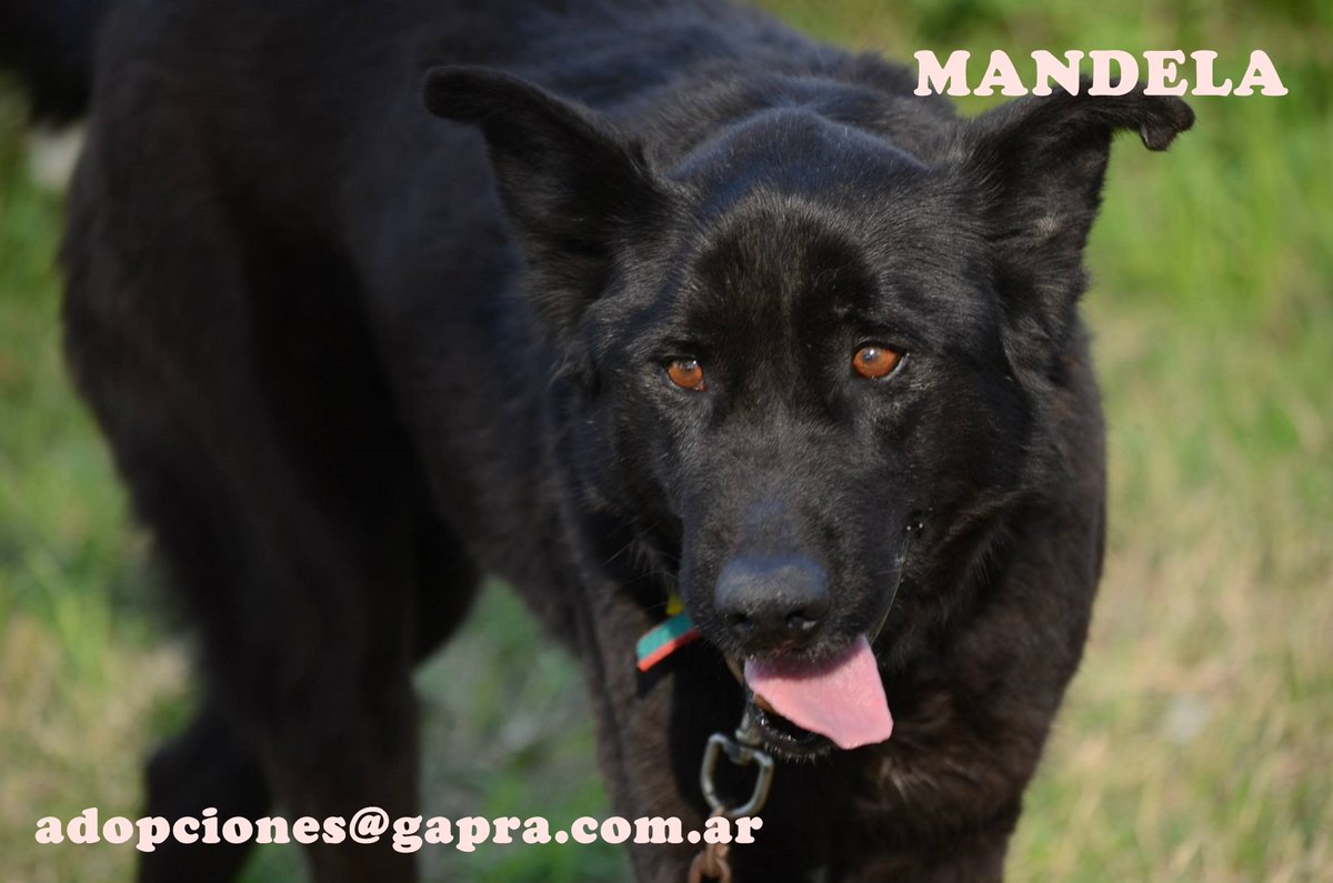 MANDELA...
CONTACTO: adopciones@gapra.com.ar / madrinas@gapra.com.ar
facebook.com/RefugioGapra