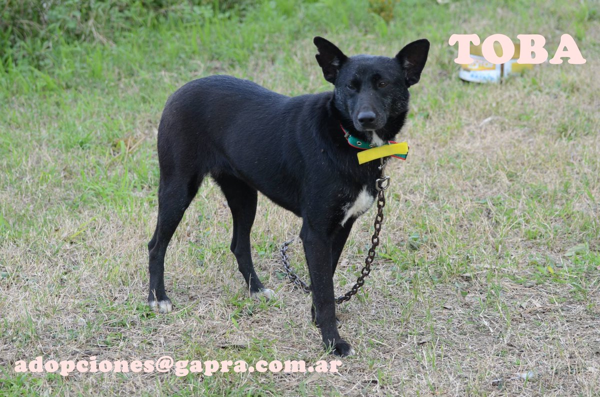 TOBA...
CONTACTO: adopciones@gapra.com.ar / madrinas@gapra.com.ar
facebook.com/RefugioGapra