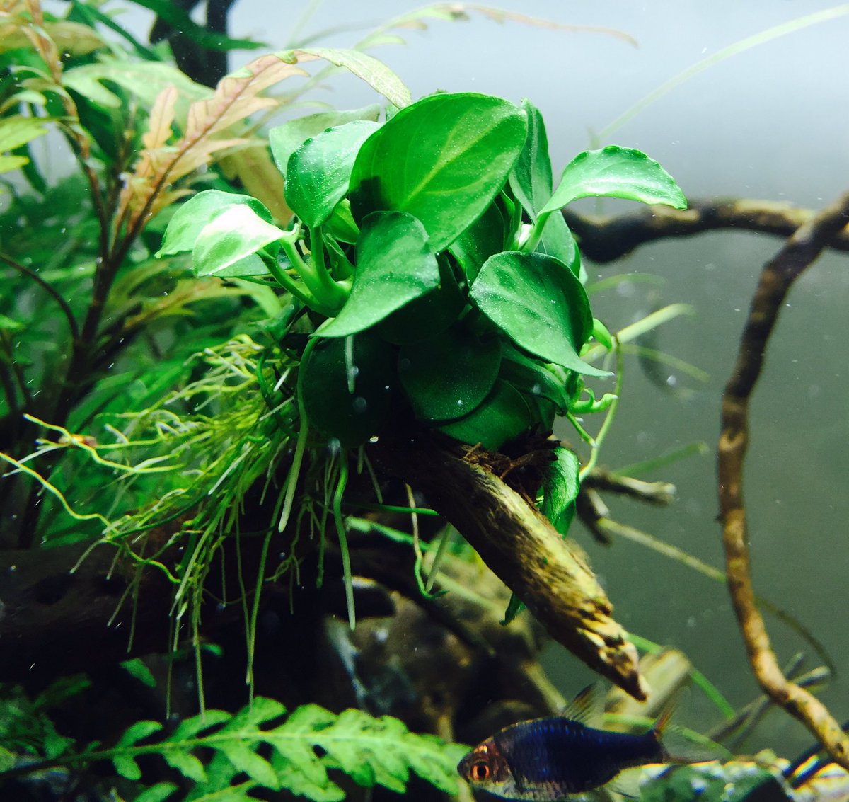 raxgargui's tweet photo. Detalles 'Dreamwood' #acuario2016 @AquaSSpain #Iaplc2016 @AquascapingBlog @AquascapeDesign https://t.co/MKkSa2nhLi