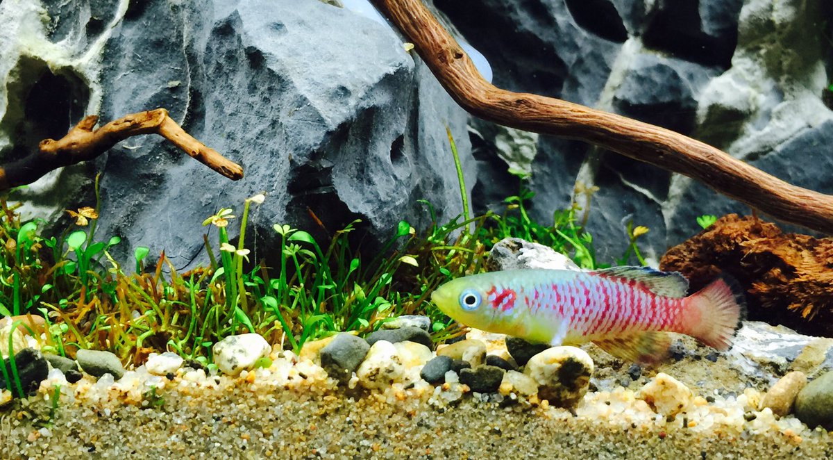 raxgargui's tweet photo. Detalles 'Dreamwood' #acuario2016 @AquaSSpain #Iaplc2016 @AquascapingBlog @AquascapeDesign https://t.co/MKkSa2nhLi