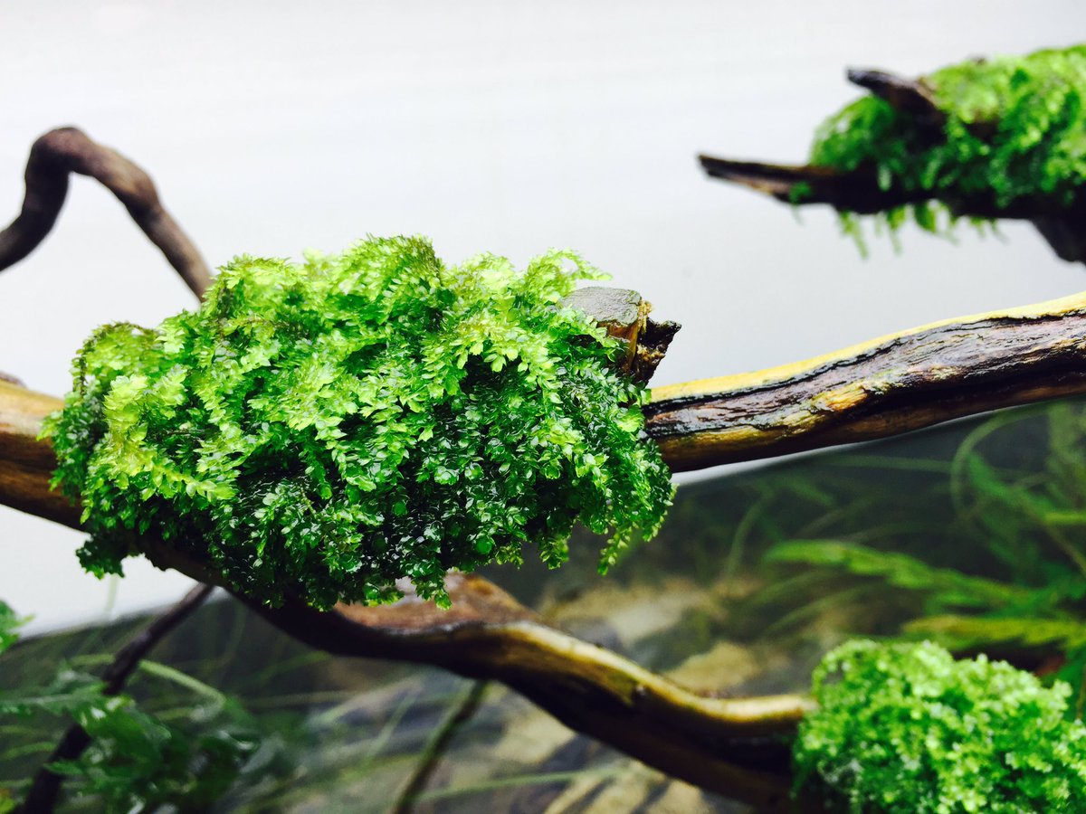 raxgargui's tweet photo. Detalles 'Dreamwood' #acuario2016 @AquaSSpain #Iaplc2016 @AquascapingBlog @AquascapeDesign https://t.co/MKkSa2nhLi