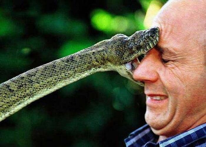 SnakeSector's tweet photo. @katelynelston ever had a dream about a snake? 🐍🐍 https://t.co/T10mGntZ7m