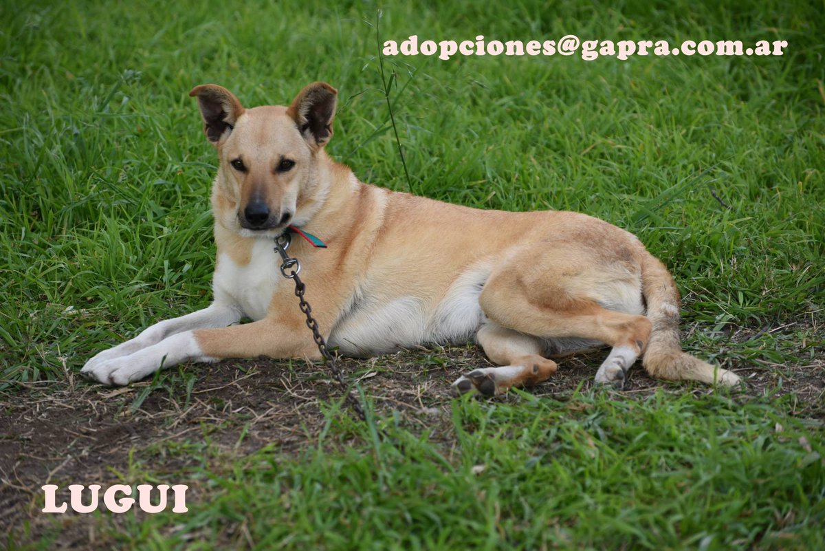 LUGUI...
CONTACTO: adopciones@gapra.com.ar / madrinas@gapra.com.ar
facebook.com/RefugioGapra