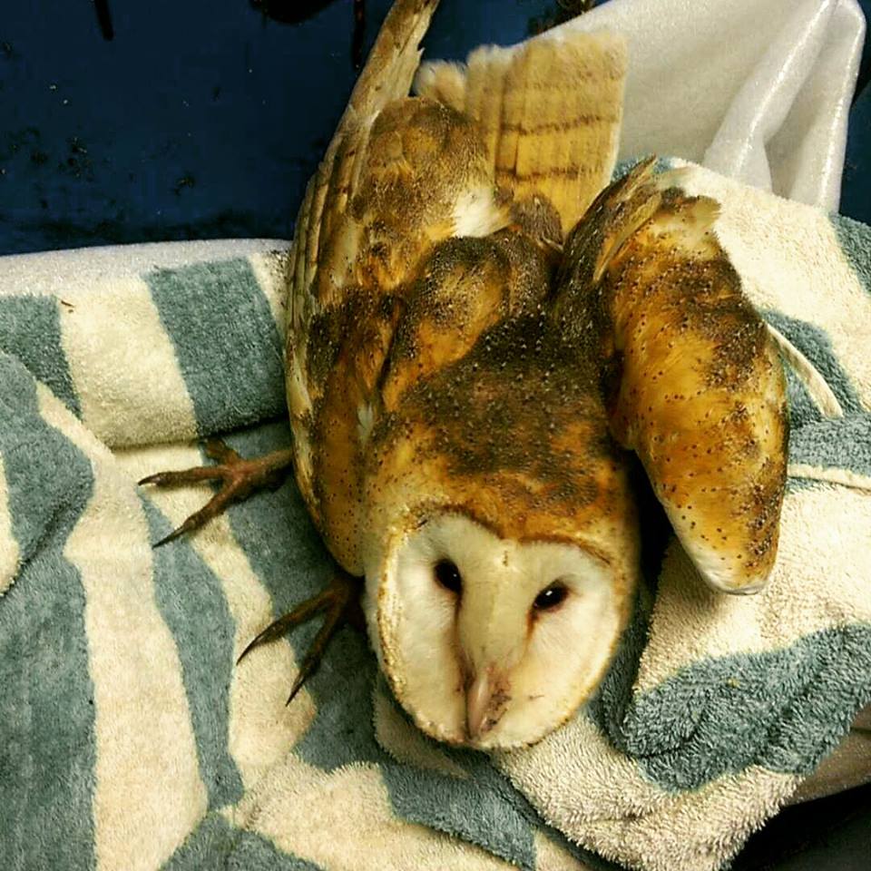 Barn Owls are a introduced species to Hawaii. The native Hawaiian owl is the Pueo. A unique recovery for us. #owls