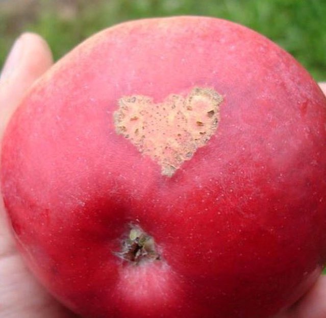 UglyFruitAndVeg's tweet photo. When your apple declares its love for you! 🍎❤️ https://t.co/OKi8JqMb7y