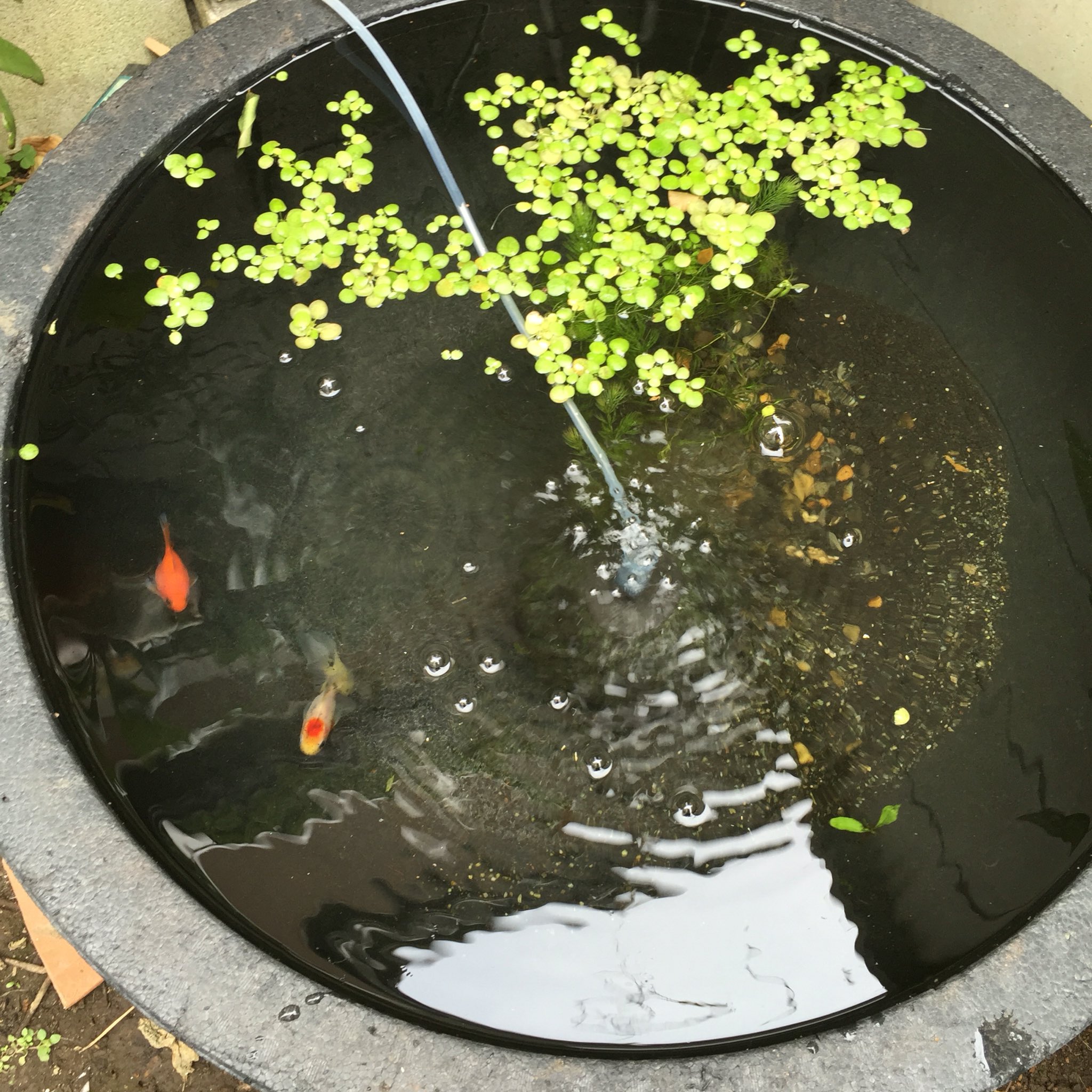 尾崎智美 屋内で養生していた金魚を外に出しました 昨年 網をこじ開けて獣に荒らされたので不安からありったけの防備をと頑張ったら魚見辛い 玉サバ用にと大き目の容器にしたので2匹は寂しい 良い個体見つかっ