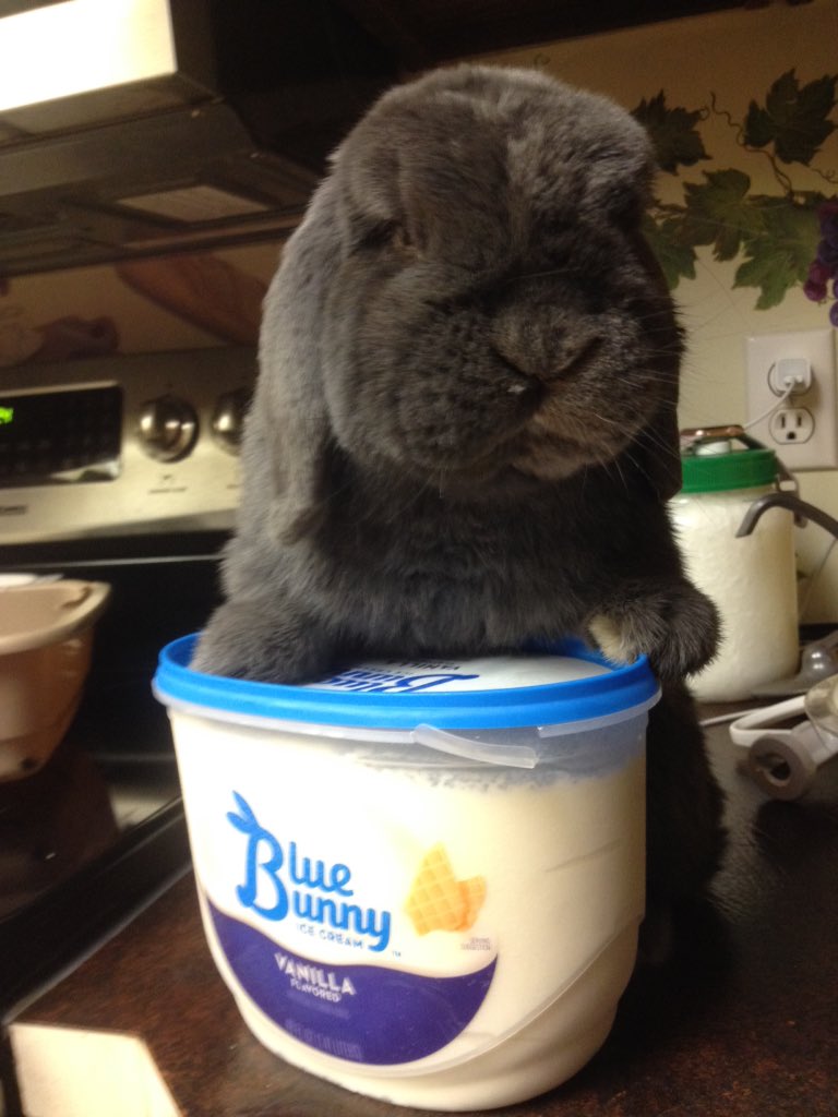 A real blue bunny approves of Blue Bunny ice cream. #bluebunny #icecream #rabbit #funny #cute #pets #animal