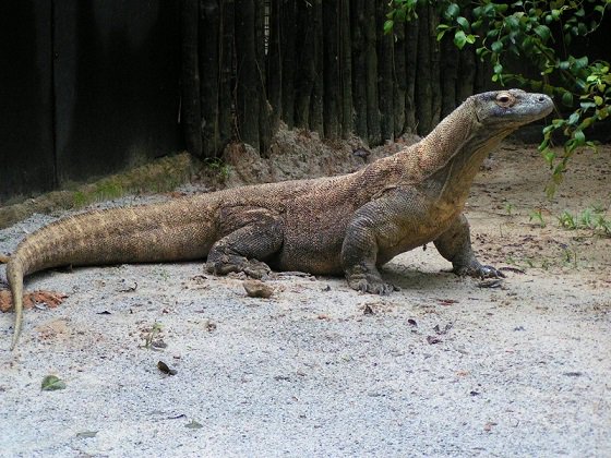 上野動物園 公式 春になると多くの動物が繁殖しますが メスが単独で卵や仔を残す単為生殖は 動物界でしばしば見られます 世界最大のトカゲ コモドオオトカゲも 単独で産卵し子どもが孵化した事例があります 現在 上野 動物園では飼育していません