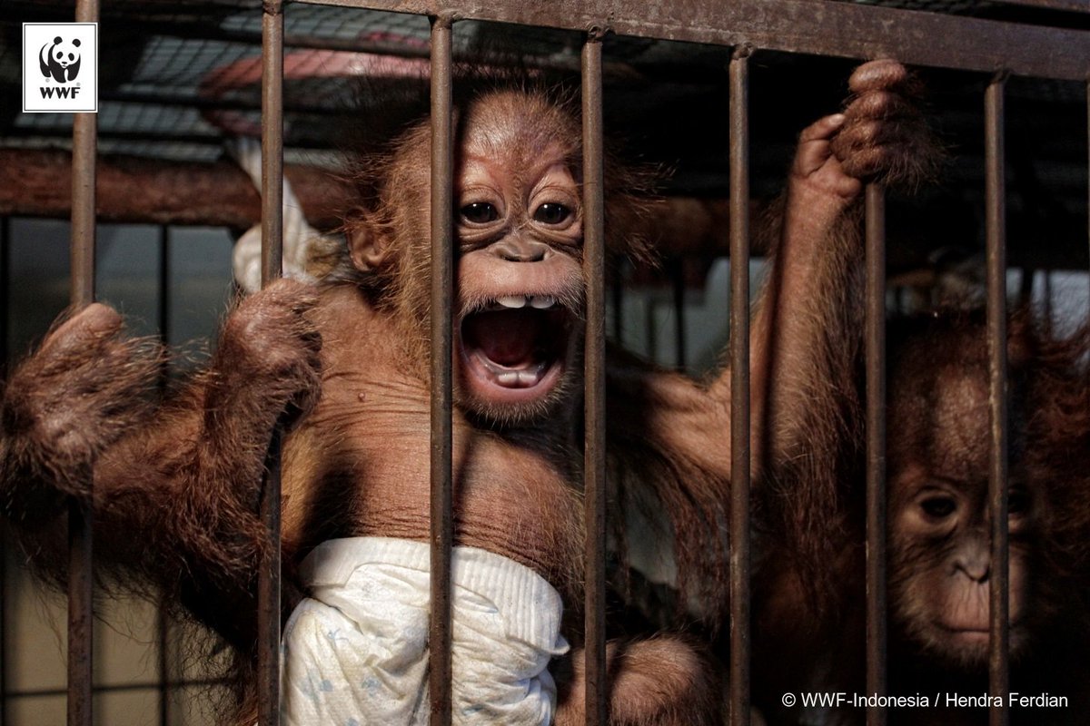 WWF_ID's tweet photo. Pelaku Perdagangan Orangutan di Riau Dijatuhi Vonis 2,5 Tahun Penjara https://t.co/9gnQu8DYcR https://t.co/o3L7gitz70