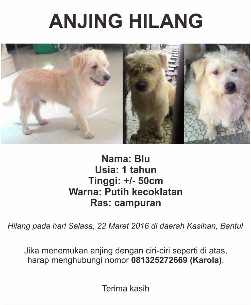 jogjapetstudio's tweet photo. #jogja #kasihan #bantul need help #anjing #hilang #dog #pet #lost #BantuRT #BantuShare for info 081325272669 karola https://t.co/mxI3XTLKbn