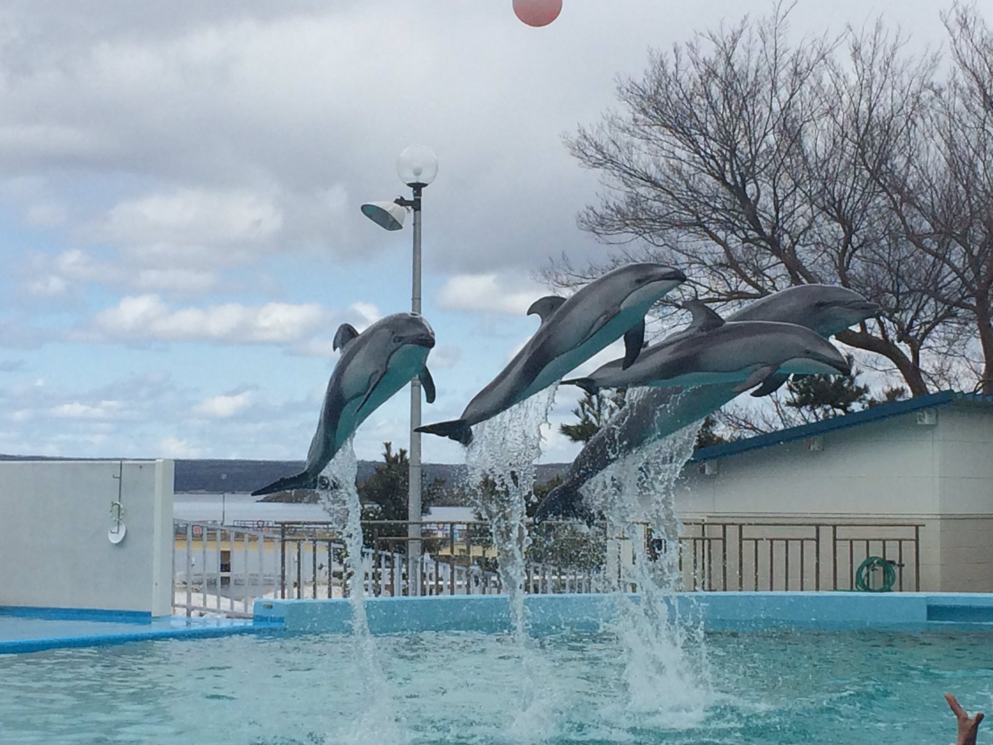 Maxxam のとじま水族館 イルカショー T Co Lqn80ysbnl Twitter