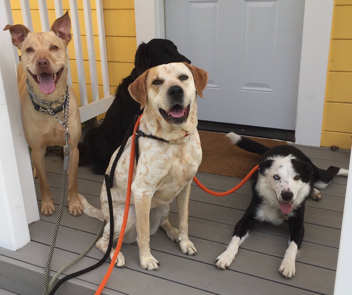 PeacefulPetsSac's tweet photo. Midday extravaganza! 90 minute power walk with manners practice, water, treats &amp; love. #Sacramento #PetSitter #dogs https://t.co/SSTKRipkR9