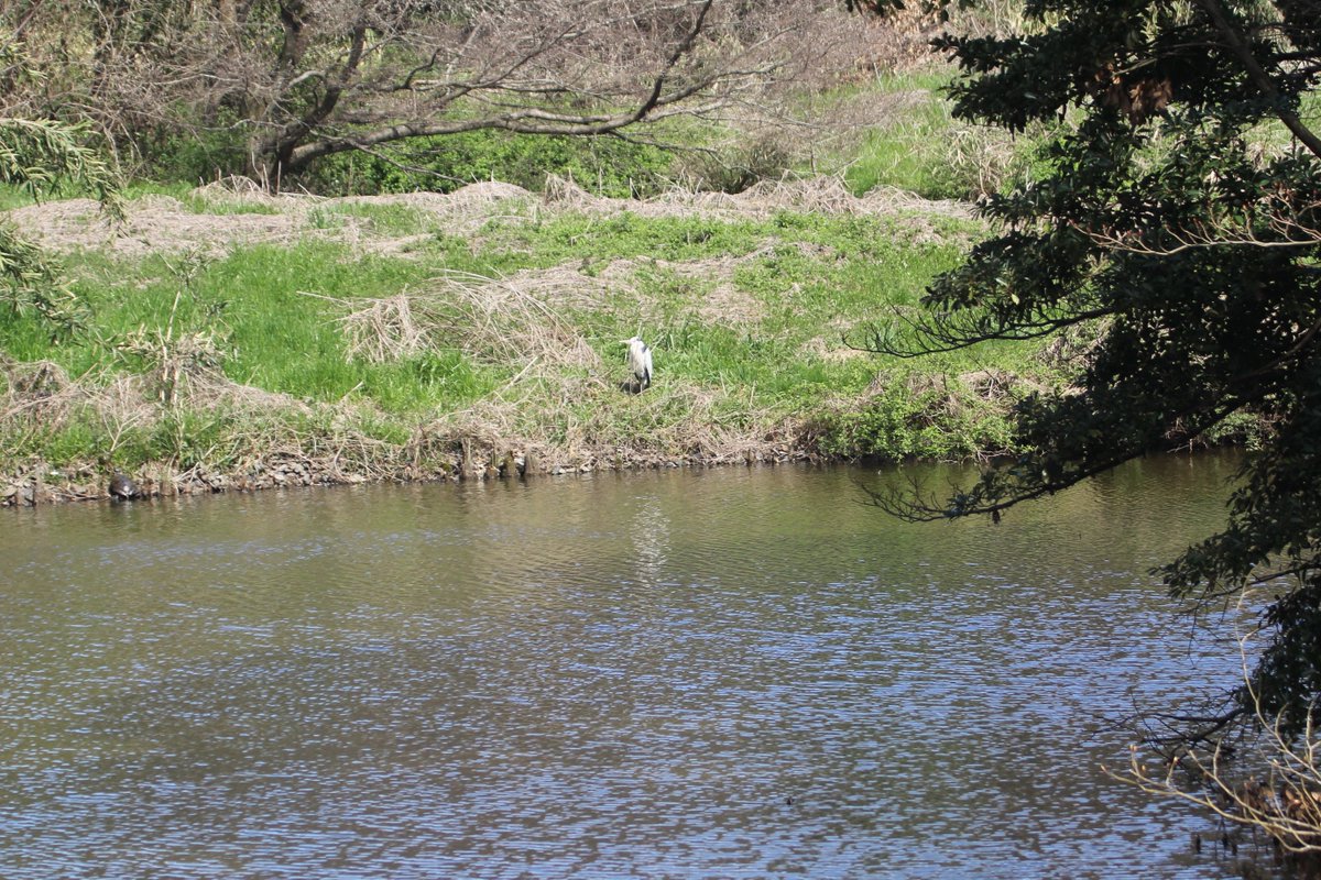 楽書八 らくがきや בטוויטר 今日の砧公園バードサンクチュアリ カワセミさん バードサンクチュアリ 砧公園 カワセミ T Co Inbax5240n
