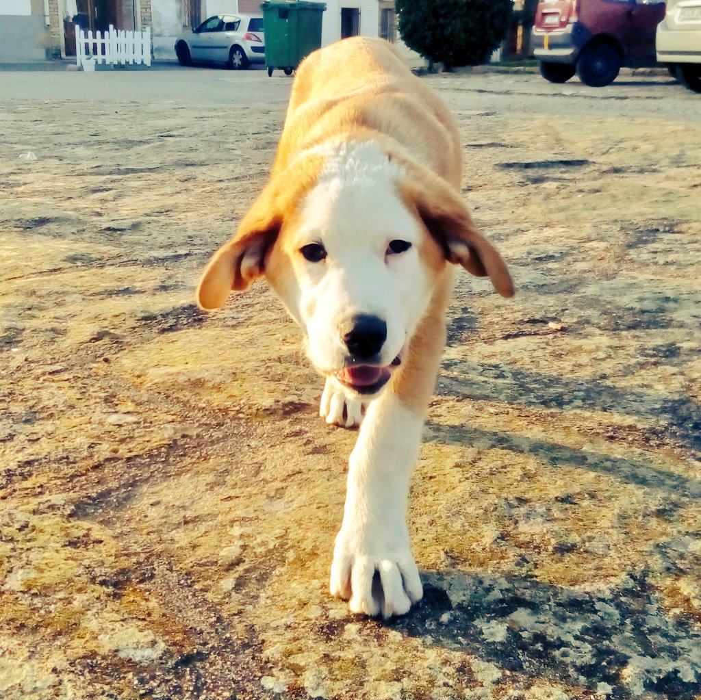 Revorita's tweet photo. Feliz cumplemes!! Ya van cinco!! #Buba #AmorQueNoCabeEnElPecho y a ti también #Noelia no te pongas celosona!! https://t.co/2ruQY0TEIh
