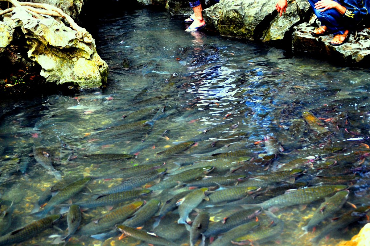 VietnamTypical's tweet photo. What is special about God fish stream in Thanh Hoa ?
https://t.co/NO7GhPAPPL
#Vietnam #Thanhhoa #Fishstream https://t.co/jxvKOcHDw9