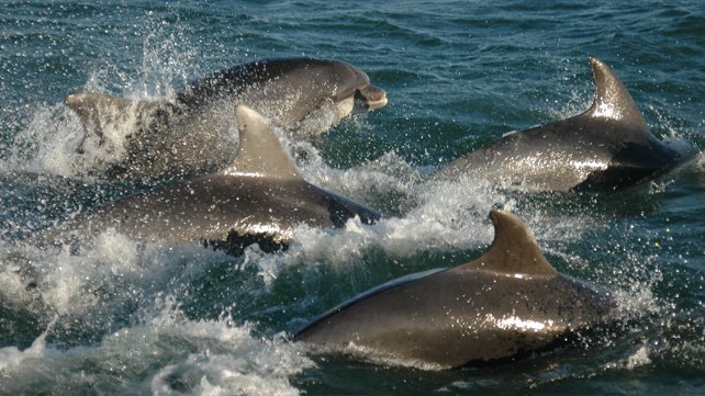 10 wild days out in #Wales! UK Wildlife spotting at its best #findyourepic j.mp/1QkfR6s